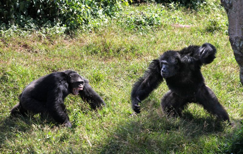 Due scimpanzé maschi che combattono presso il santuario di scimpanzé di Ngamba Island in Uganda