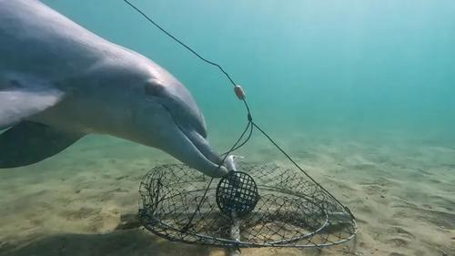 Le trappole per granchi esistono in tutto il mondo, ma solo al largo di Bunbury i delfini hanno capito come rubare in modo sicuro l'esca.