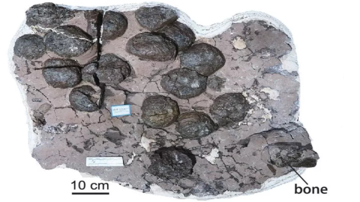 clutch-dinosaur-eggs-1-1.jpg