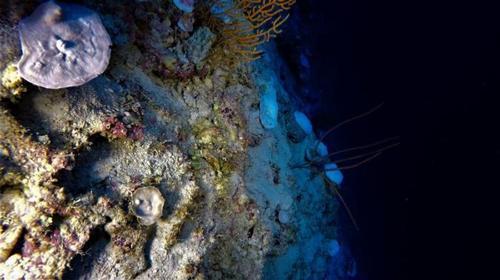 Scoperta sorprendente: lo sbiancamento delle barriere coralline raggiunge anche le profondità marine