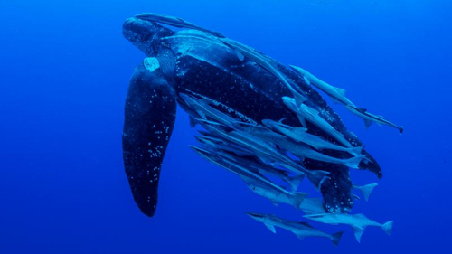 deepest-diving-reptile-m-1.png