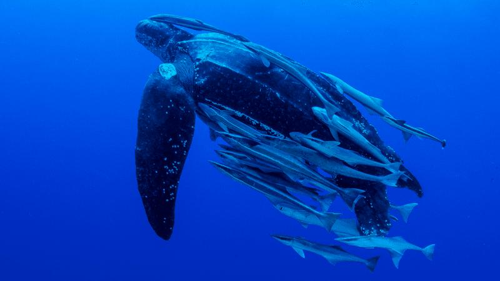 Le incredibili immersioni degli animali nelle profondità marine
