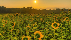 i girasoli si orientano verso il sole che sorge