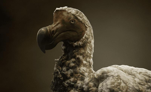 Una nuova partnership per resuscitare il dodo