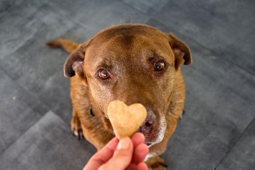 Primo piano di un Labrador marrone che riceve uno snack a forma di cuore.