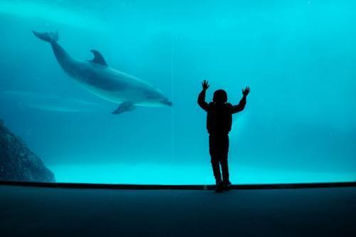 dolphin-m-1.jpg