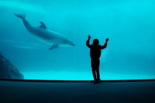 Il delfino nuota attraverso un habitat in cattività mentre un bambino giovane è in controluce di fronte al vetro.