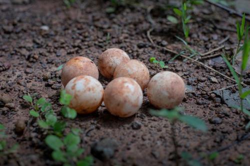 uova di tartaruga che si trovano per terra