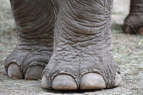 La straordinaria struttura dei piedi degli elefanti
