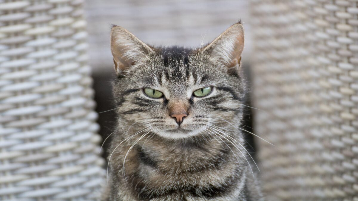 Scienziati hanno scoperto 276 espressioni facciali usate dai gatti per comunicare