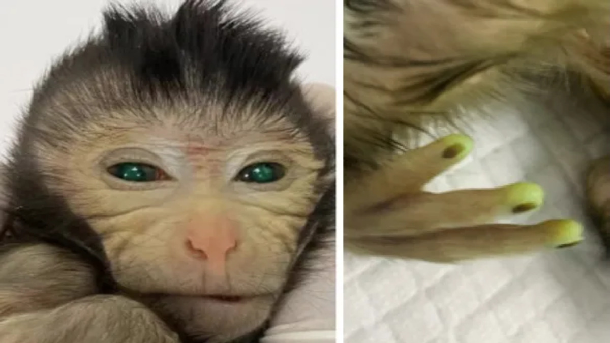 La Cina crea una scimmia con dita e occhi fluorescenti utilizzando cellule staminali