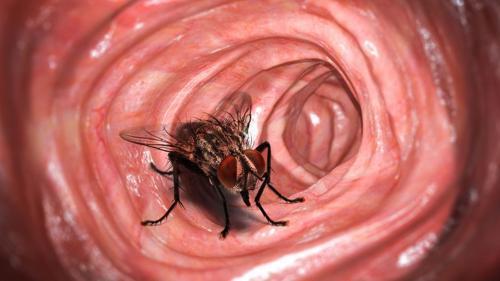 illustrazione di una mosca all'interno di un colon umano