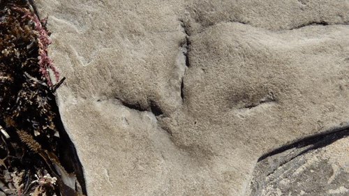 un'impronta fossile di un uccello risalente al periodo in cui l'Australia era attaccata all'Antartide