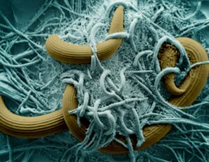 fungo predatore Arthrobotrys oligospora