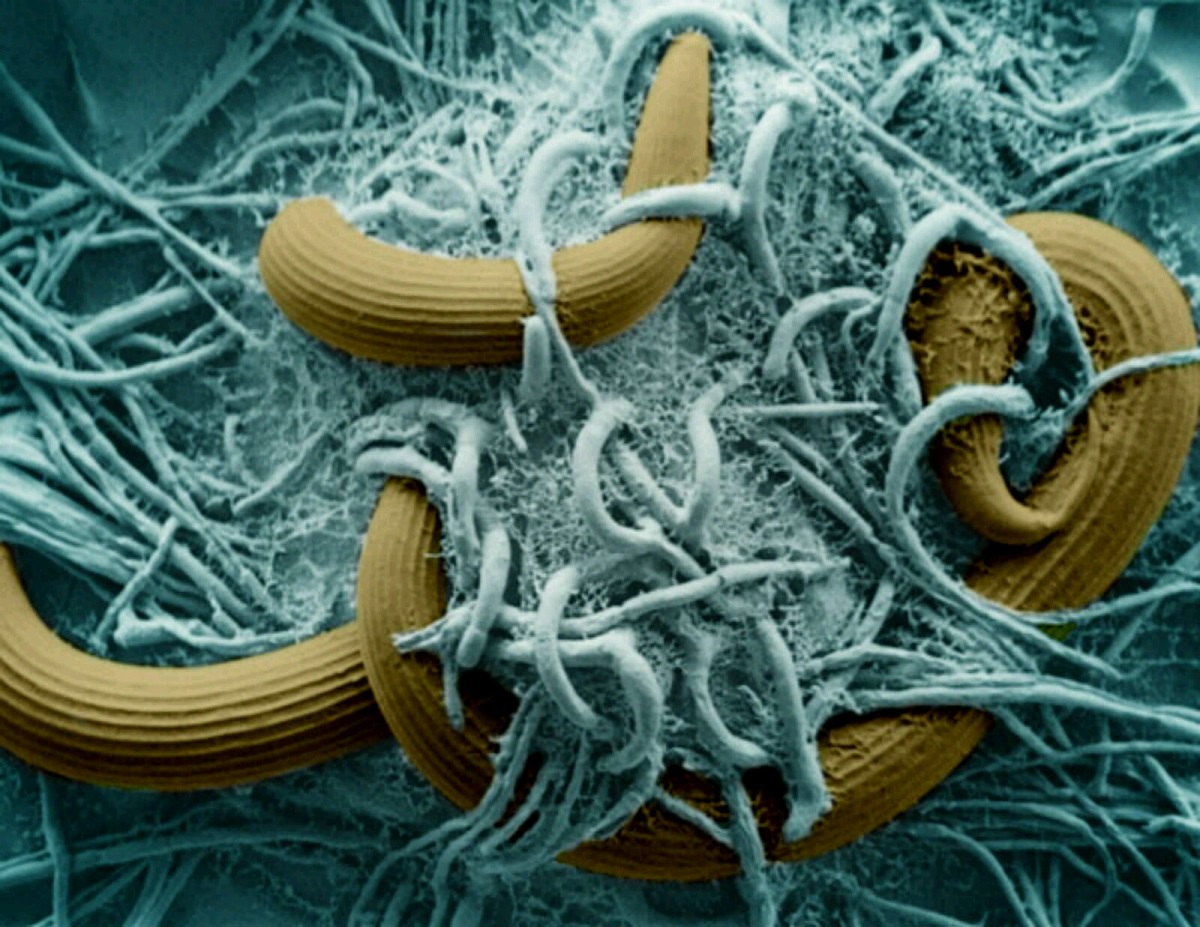 fungo-predatore-Arthrobotrys-oligospora-1.jpg