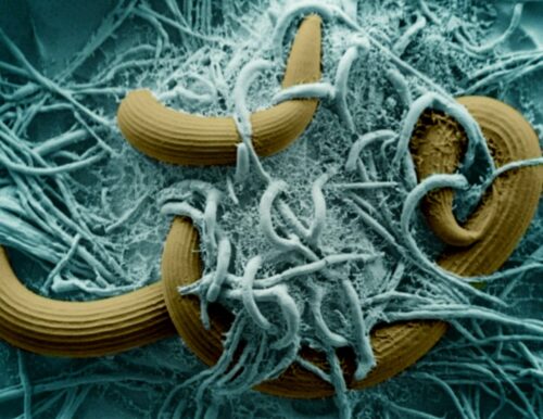 Questo fungo predatore tende trappole mortali ai vermi quando si avvicinano