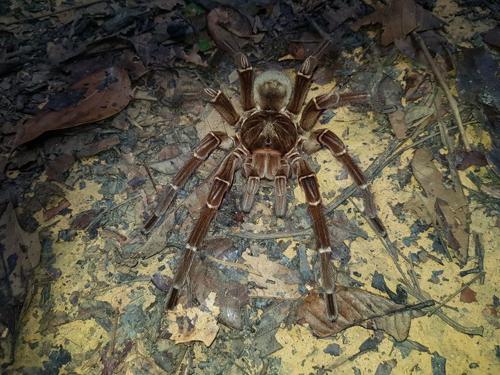 goliath-birdeater-m-1.jpg