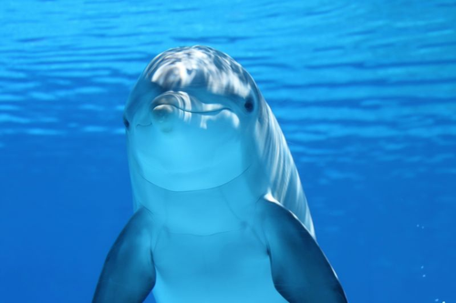 delfino sorridente felice in un oceano blu
