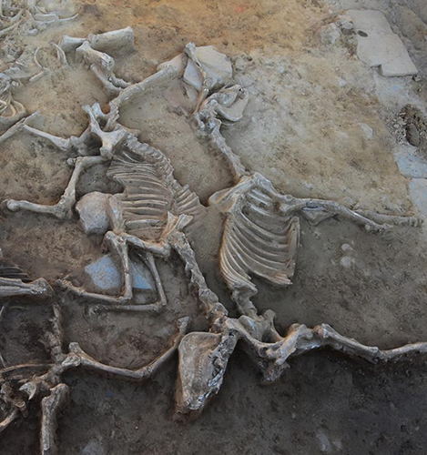 Una coppia di cavalli scheletrici sepolti in un sito dell'età del ferro in Spagna