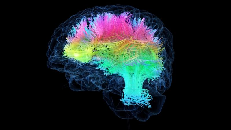 Atlanti cellulari del cervello umano e dei primati: nuove scoperte e potenziali trattamenti per disturbi neurologici