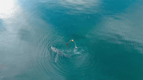 Il salvataggio di una balena impigliata: un successo per la fauna marina