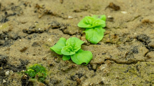 hybrid-plant-m-1.png