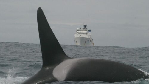 Le orche affondano uno yacht al largo delle coste del Marocco in soli 45 minuti