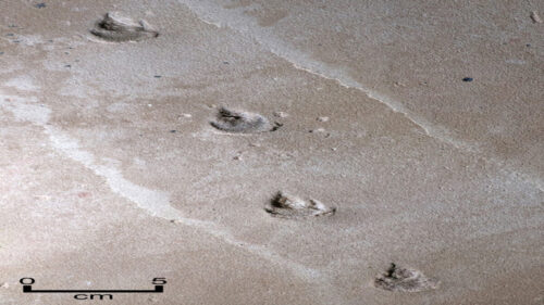 Brasile: impronte risalenti a 135 milioni di anni fa rivelano nuova specie di dinosauro