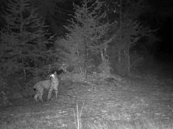 lince-1.jpeg