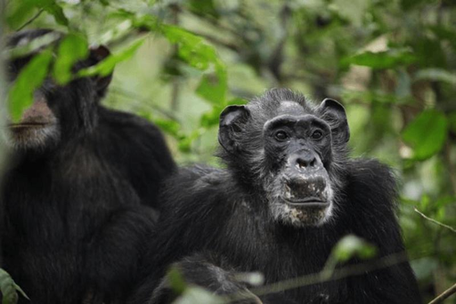 La menopausa nelle scimpanzé: una scoperta sorprendente