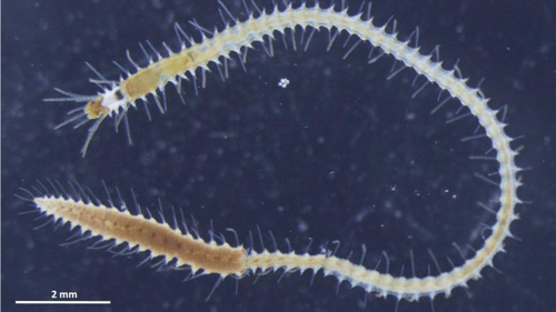 La riproduzione unica dei vermi syllid: il mistero dello stolone