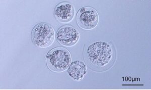 Embrioni di topo in microgravità
