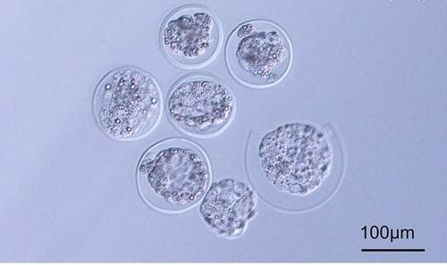 La riproduzione nello spazio: nuove scoperte sull’embrione in microgravità