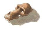 I misteri dei babbuini mummificati: rotte commerciali e significato culturale nell’antico Egitto