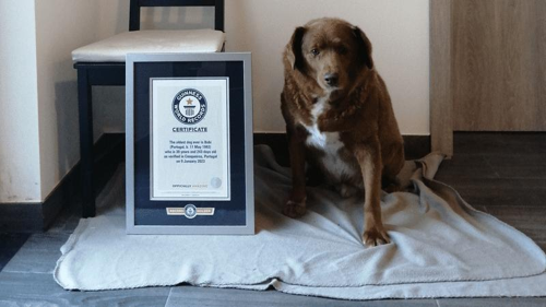 Bobi, il cane più vecchio del mondo: una storia di longevità e amore