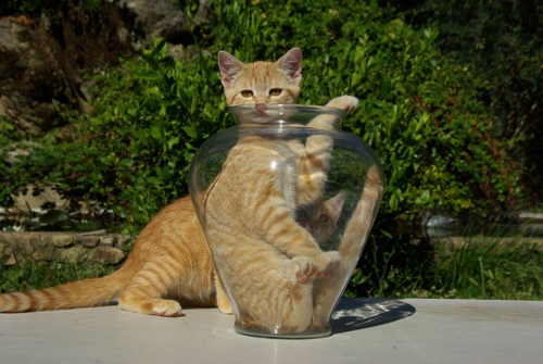 Un gatto arancione seduto in un vaso di vetro, sporgendo la testa e la zampa, con un altro gatto arancione e un albero sullo sfondo