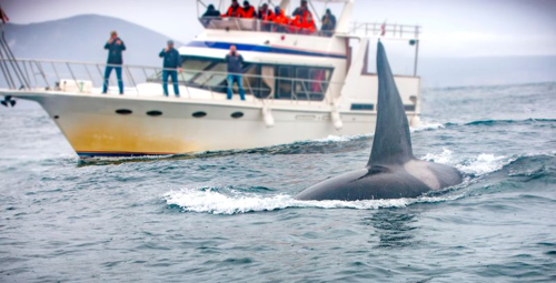 Una foto di una pinna dorsale di orca sopra la superficie dell'acqua mentre l'animale nuota accanto a uno yacht con turisti a bordo che lo fotografano.