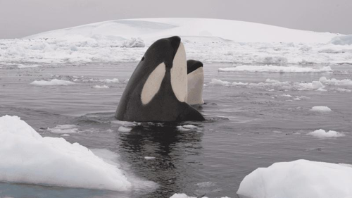 due orche tra iceberg che usano per grattarsi la pelle