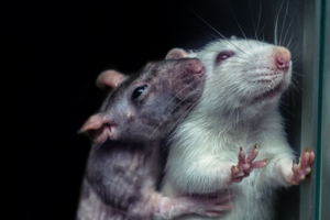 Ratto grigio e ratto bianco che si abbracciano
