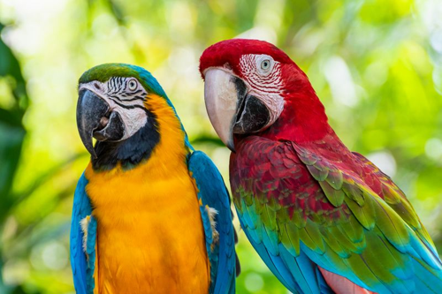 Ara Arauna o Ara Chloroptera, animali domestici carini e colorati, bellissima natura della fauna selvatica, primo piano del viso di un pappagallo rosso e giallo su sfondo verde