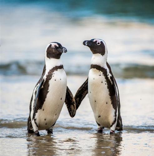 Il piumaggio dei pinguini: un modo per riconoscersi