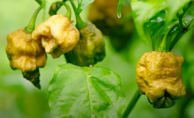 Pepper X, il peperoncino più piccante del mondo, cresce su un fusto di pianta verde.