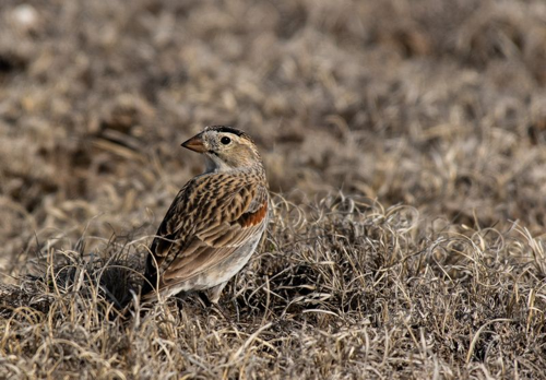 photograph-of-rhynchophanes-mccownii-a-brown-bird-in-a-dry-grassy-field-m-1.png