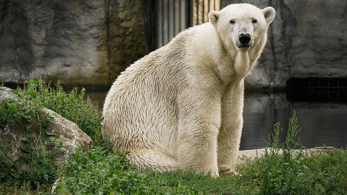 Oltre gli Zoo: Riflessioni sul futuro della conservazione degli animali in cattività