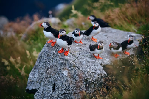 puffin-m-2.png
