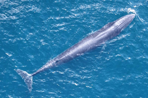 Le balene di Rice: una specie in pericolo nel Golfo del Messico