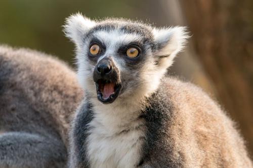 lemure dalla coda ad anelli con espressione sorpresa
