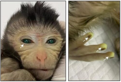 Polpastrelli luminosi e occhi verdi: la prima scimmia chimera nata in Cina