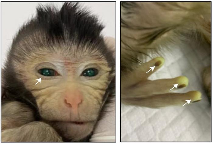 Polpastrelli luminosi e occhi verdi: la prima scimmia chimera nata in Cina