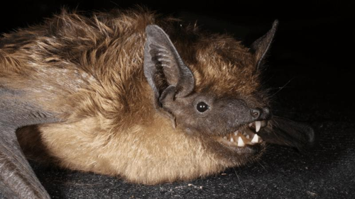 un pipistrello serotine